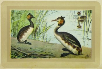 Great Crested Grebe Print, Circa 1920-main-9216K