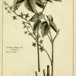 Epimedium Alpinum, 1773-main-KB1144