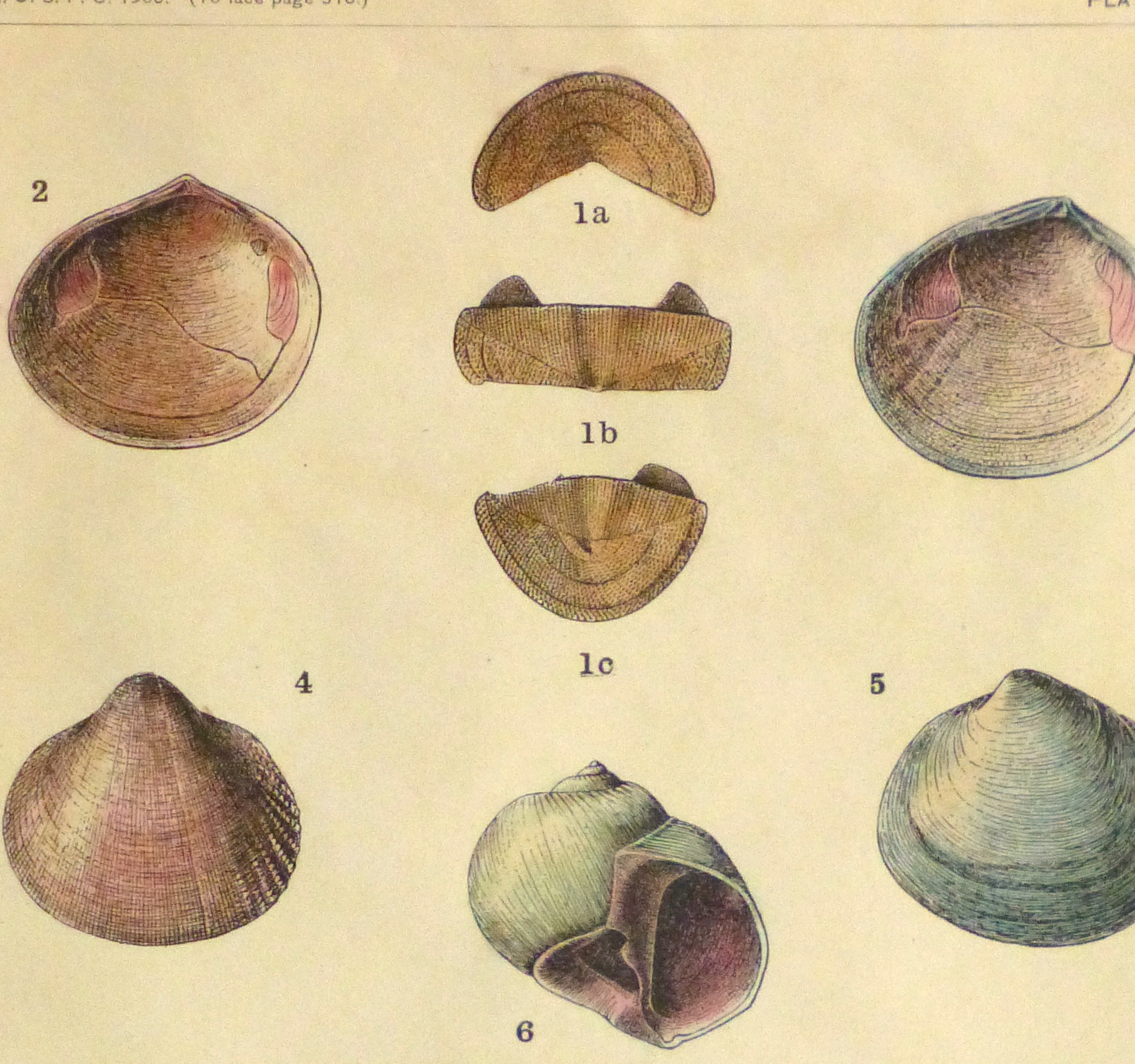 Shell Print, 1900-detail 2-10458M