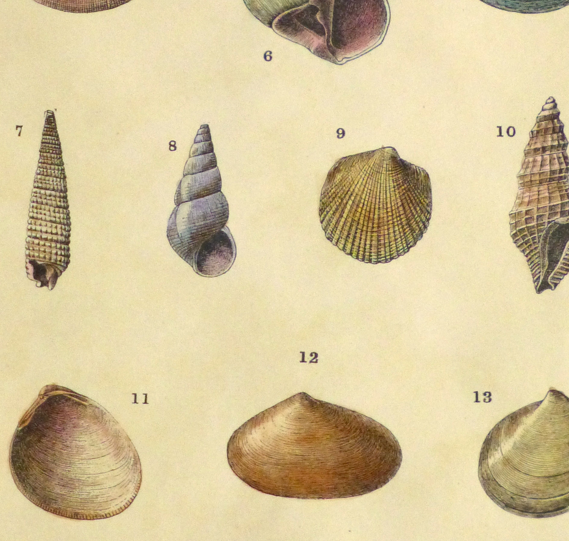 Shell Print, 1900-detail-10458M