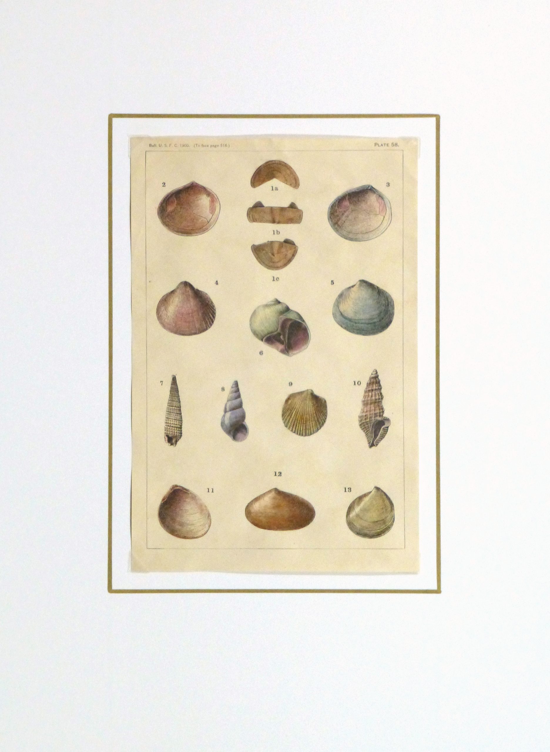 Shell Print, 1900-matted-10458M