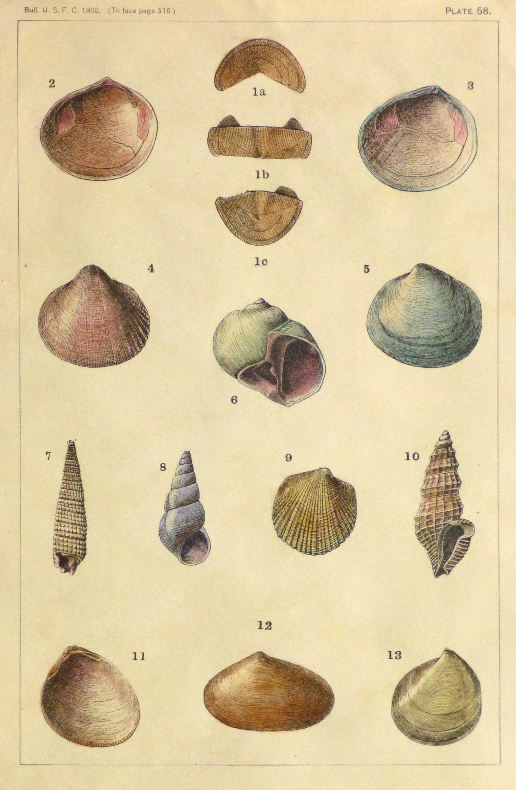 Shell Print, 1900-main-10458M