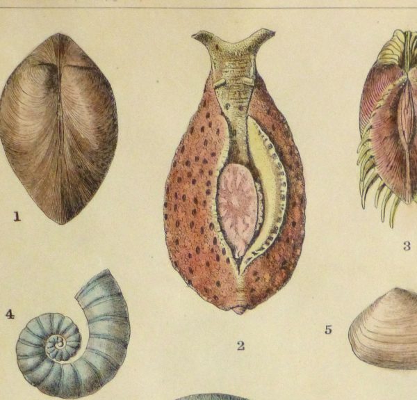 Shell Print, 1900-detail 2-10459M