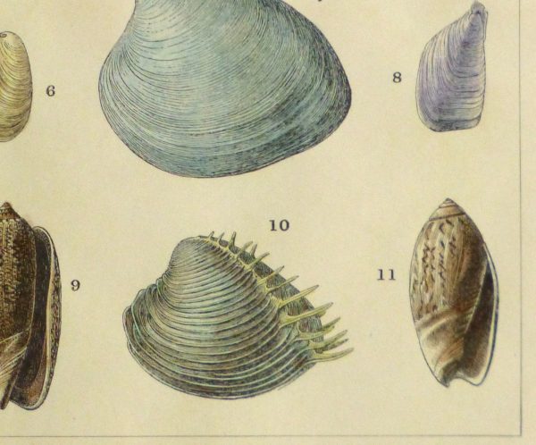Shell Print, 1900-detail-10459M
