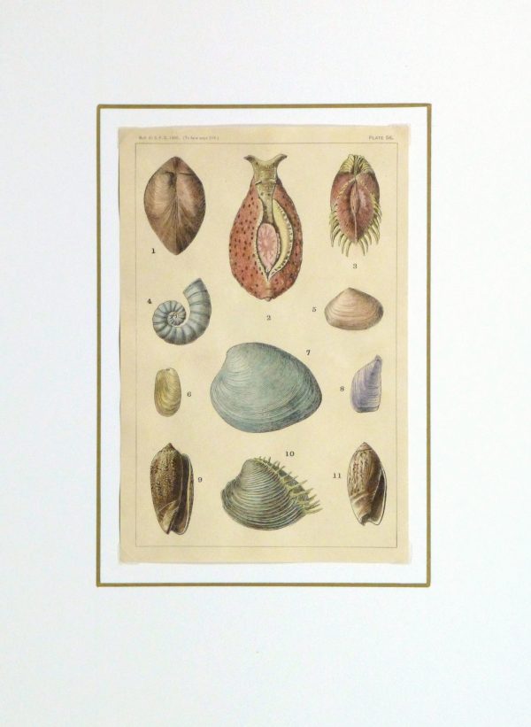 Shell Print, 1900-matted-10459M