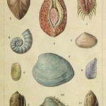 Shell Print, 1900-main-10459M