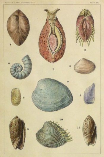 Shell Print, 1900-main-10459M