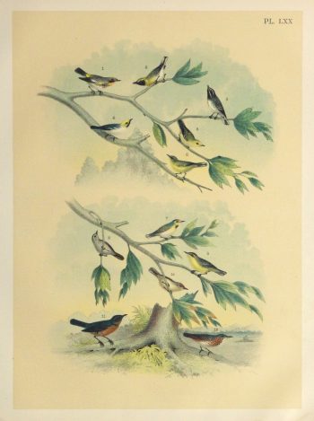 Lithograph- North American Songbirds, 1881-main-10542M