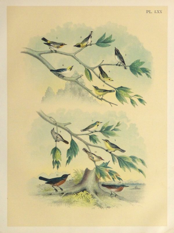 Lithograph- North American Songbirds, 1881-main-10542M