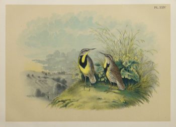 Lithograph- Meadowlarks, 1881-main-10543M