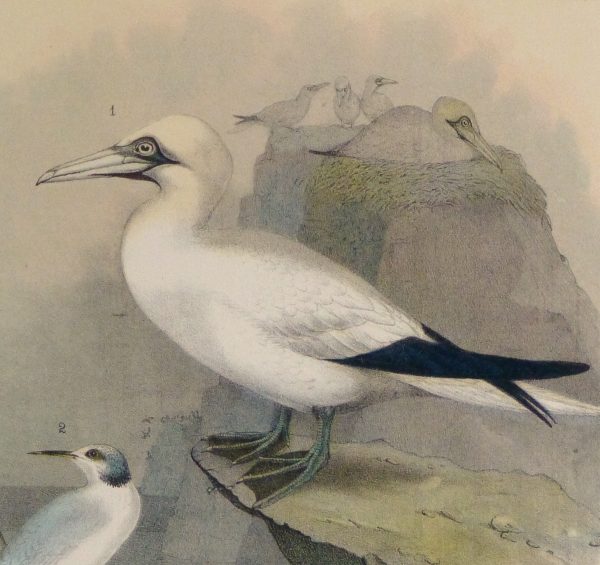 Lithograph- Sea Birds, 1881-detail 2-10544M