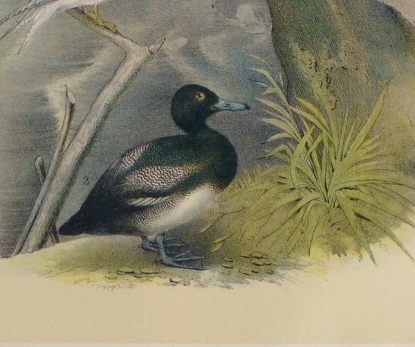 Lithograph- Sea Birds, 1881-detail-10544M