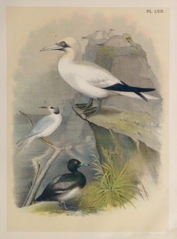 Lithograph- Sea Birds, 1881-main-10544M