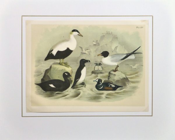 Lithograph- Black & White Sea Birds, 1881-matted-10545M