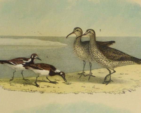Lithograph- Sandpipers, 1881-detail 2-10546M