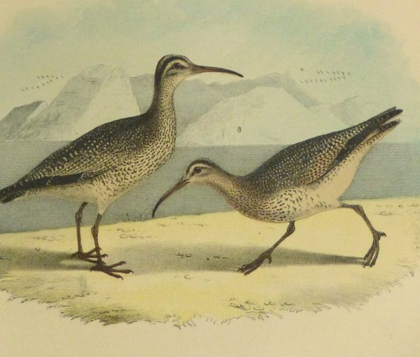 Lithograph- Sandpipers, 1881-detail-10546M