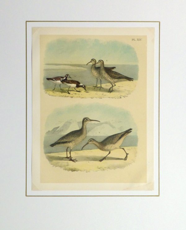 Lithograph- Sandpipers, 1881-matted-10546M