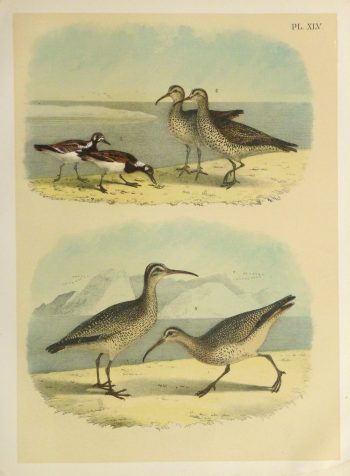 Lithograph- Sandpipers, 1881-main-10546M