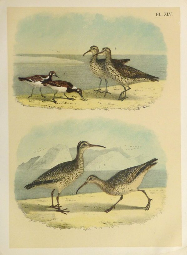 Lithograph- Sandpipers, 1881-main-10546M