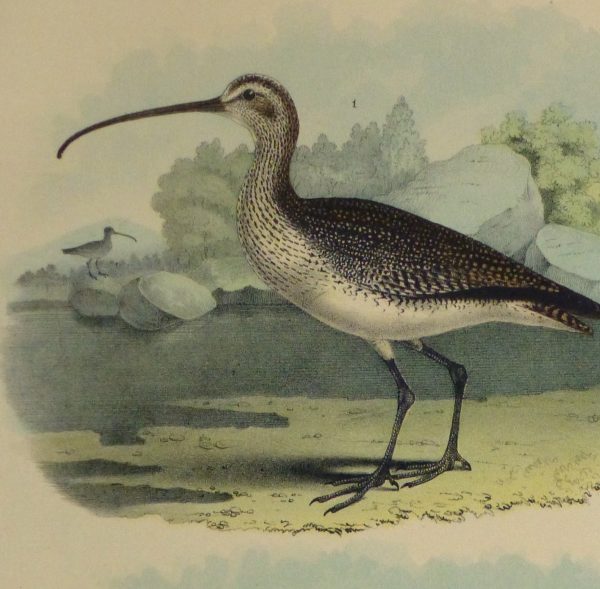 Lithograph- Sandpipers, 1881-detail 2-10547M