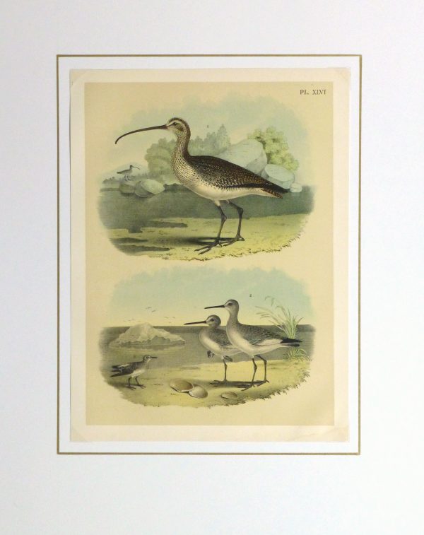 Lithograph- Sandpipers, 1881-matted-10547M