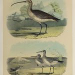 Lithograph- Sandpipers, 1881-main-10547M