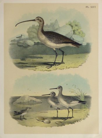 Lithograph- Sandpipers, 1881-main-10547M