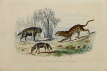 Hyena, Jackal and Leopard Engraving , Circa 1850-main-10638M