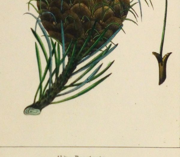 Silver Fir Pine Cone Engraving, Circa 1850-detail-10639M