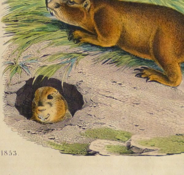 Prairie Dogs Engraving ,1853-detail-10640M