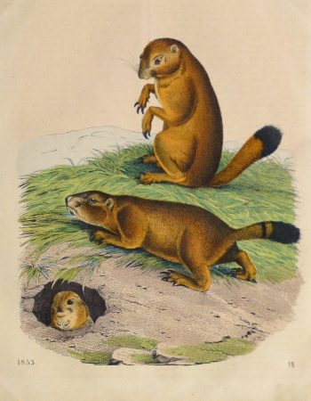 Prairie Dogs Engraving ,1853-main-10640M