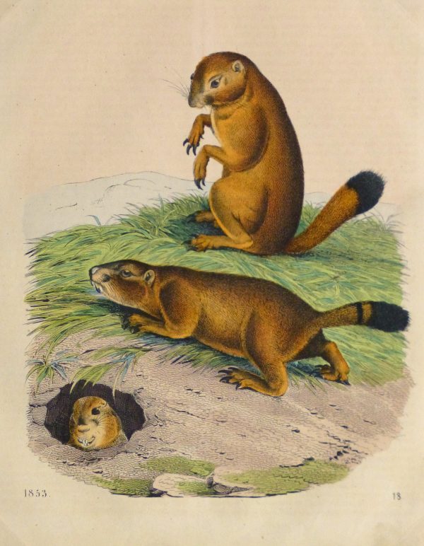 Prairie Dogs Engraving ,1853-main-10640M