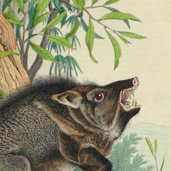 Wild Pig Engraving ,1853-detail 2-10641M