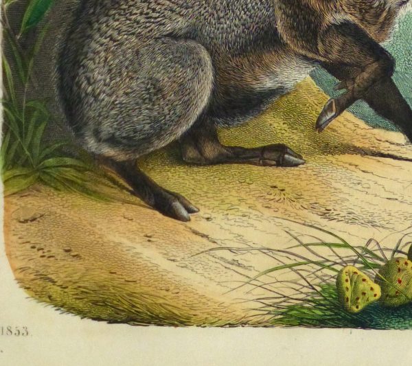 Wild Pig Engraving ,1853-detail-10641M