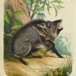 Wild Pig Engraving ,1853-main-10641M