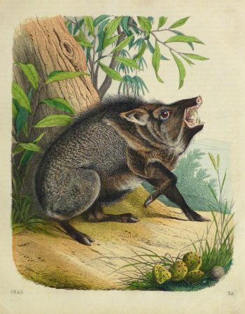 Wild Pig Engraving ,1853-main-10641M