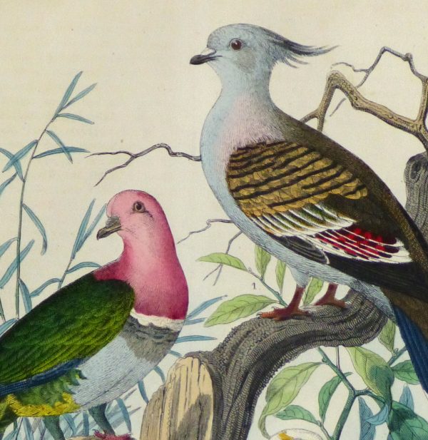 Vivid Pigeons Engraving,1853-detail 2-10642M