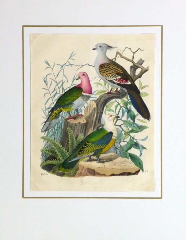 Vivid Pigeons Engraving,1853-matted-10642M