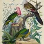 Vivid Pigeons Engraving,1853-main-10642M