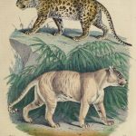 Leopard & Tiger Engraving, 1853-main-10644M