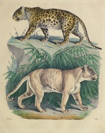 Leopard & Tiger Engraving, 1853-main-10644M