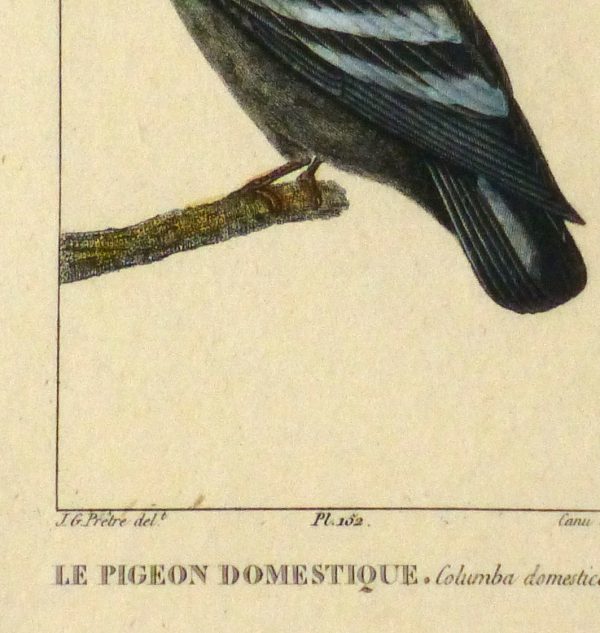 Domestic Pigeon Engraving, Circa 1830-detail-10645M