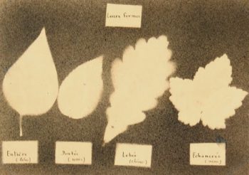 Ink Drawing - Leaf Forms, Circa ?-main-7533G