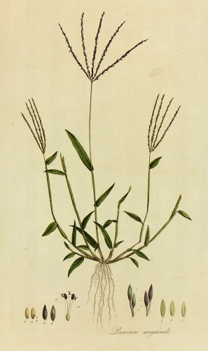 Botanical Print, Circa 1795-main-K4886