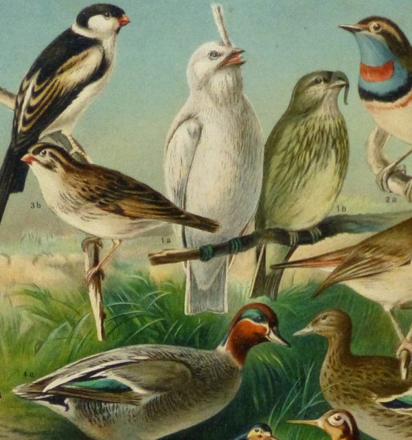 Bird Print, 1885-detail 2-9064K