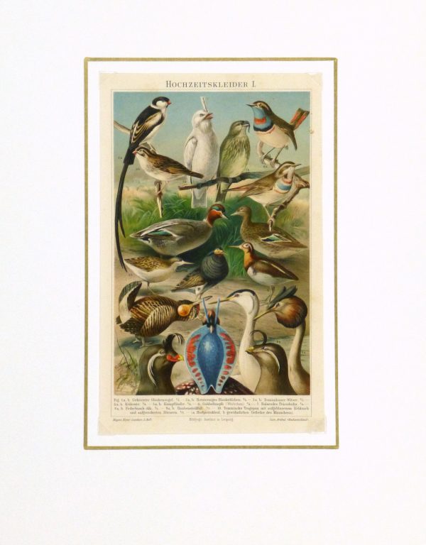 Bird Print, 1885-matted-9064K