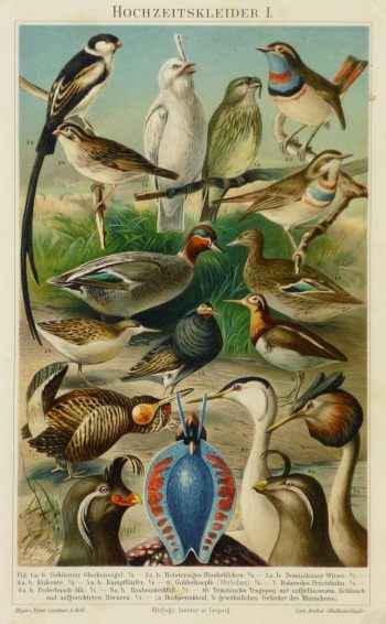 Bird Print, 1885-main-9064K
