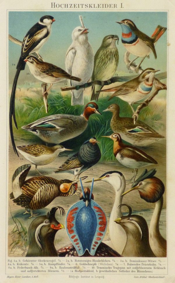 Bird Print, 1885-main-9064K