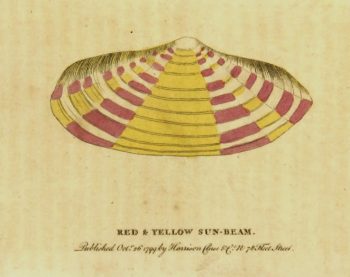 Sun Beam Shell Print, 1799-main-K4302