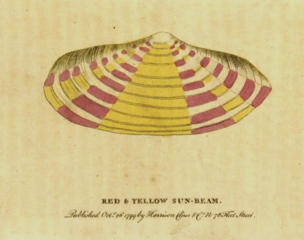 Sun Beam Shell Print, 1799-main-K4302